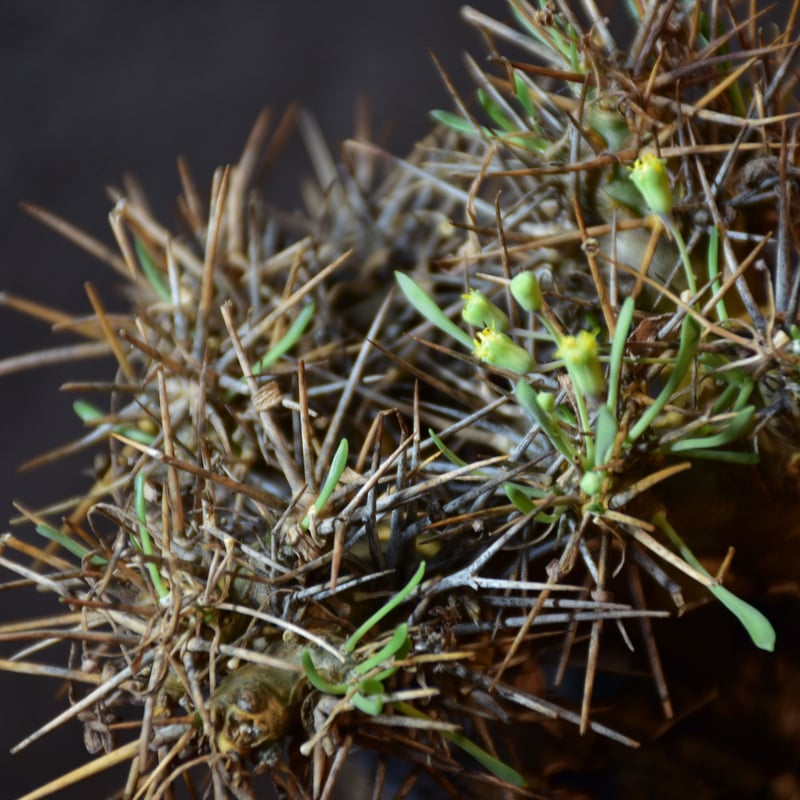 Othonna euphorbioides オトンナ ユーフォルビオイデス 発根済