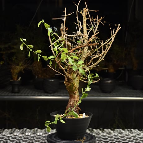 Commiphora habessinica コミフォラ ハベシニカ 発根済現地株 H9