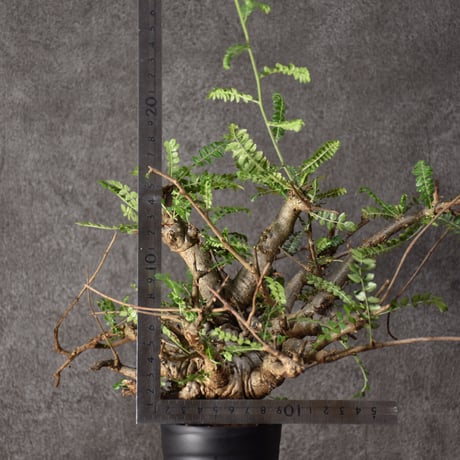 Boswellia neglecta　ボスウェリア ネグレクタ　発根済現地株　#4