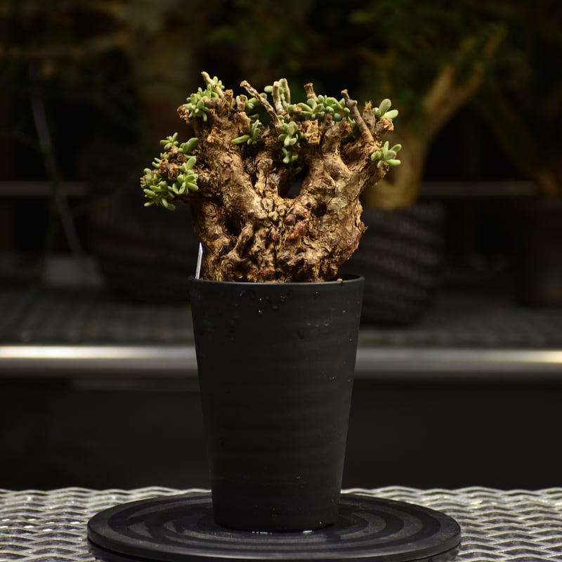 Ceraria pygmaea ケラリア ピグマエア 発根済現地株 F2 | BONDEX