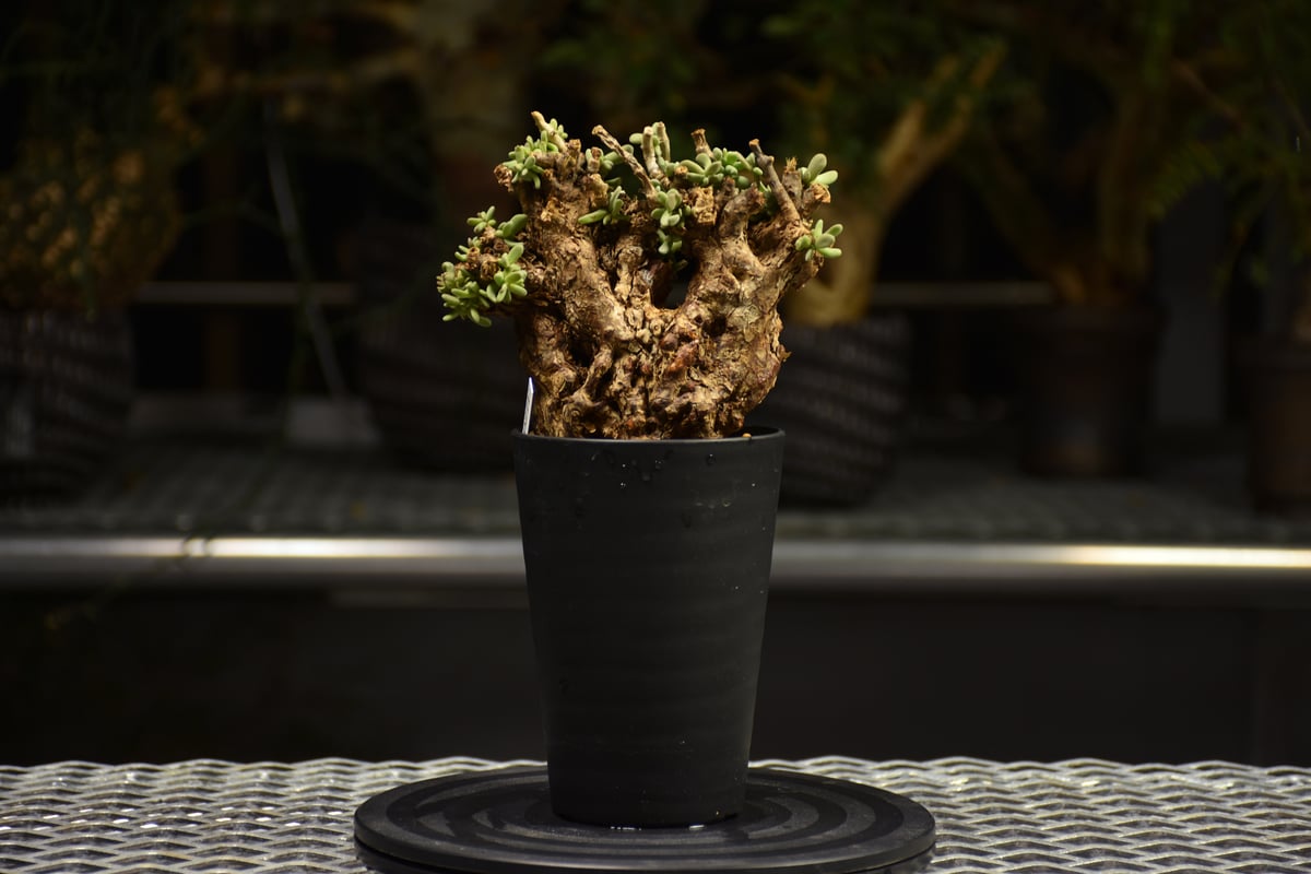 Ceraria pygmaea ケラリア ピグマエア 発根済現地株 F2 | BONDEX
