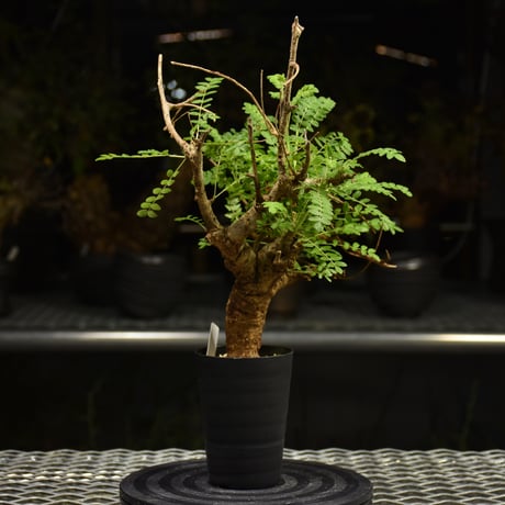 Boswellia neglecta　ボスウェリア ネグレクタ　発根済現地株　H10