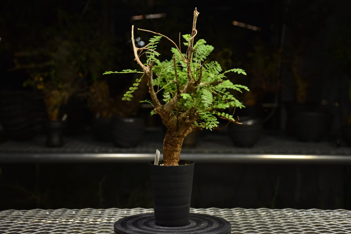 Boswellia neglecta ボスウェリア ネグレクタ 発根済現地株 H10 | BO
