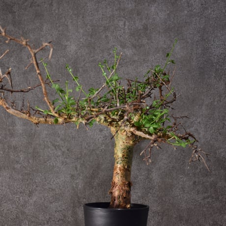 Commiphora cyclophira コミフォラ シクロフィラ 発根済現地株 #3