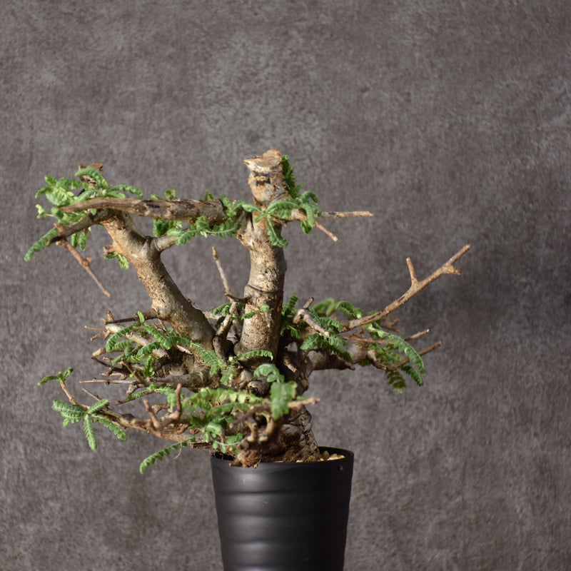Boswellia neglecta ボスウェリア ネグレクタ 発根済現地株 #11 Boswellia neglecta ボスウェリア ネグレクタ 発根済現地株 #11