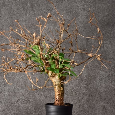 Commiphora habessinica コミフォラ ハベシニカ 発根済現地株 #3