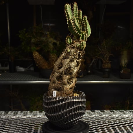 Euphorbia mlanjeana　ユーフォルビア ムランジーナ 発根済現地株 I81