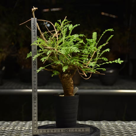 Boswellia neglecta　ボスウェリア ネグレクタ　発根済現地株　H10