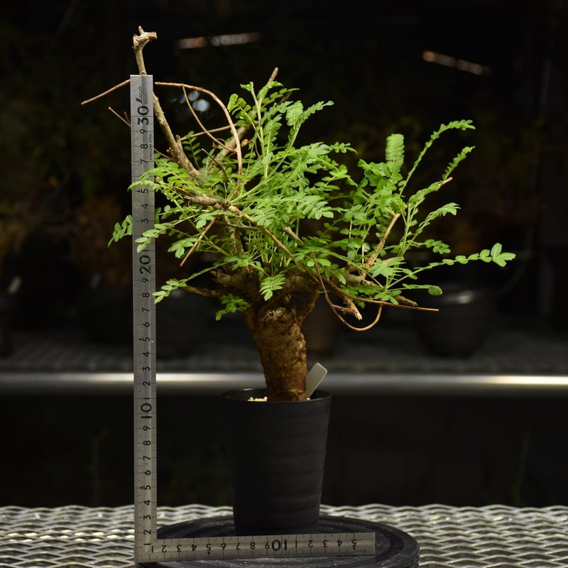 Boswellia neglecta ボスウェリア ネグレクタ 発根済現地株 H10 | BO