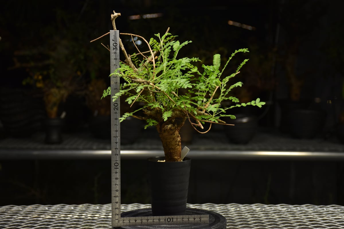 Boswellia neglecta ボスウェリア ネグレクタ 発根済現地株 H10 | BO