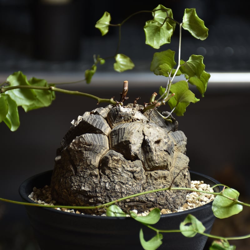 Dioscorea elephantipes ディオスコレア エレファンティペス アフリカ