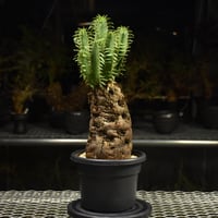 Euphorbia mlanjeana　ユーフォルビア ムランジーナ 発根済現地株 H2