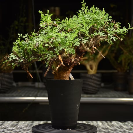 Commiphora pinnate leaves　コミフォラ ピンネイトリーブス　発根済現地株　F1