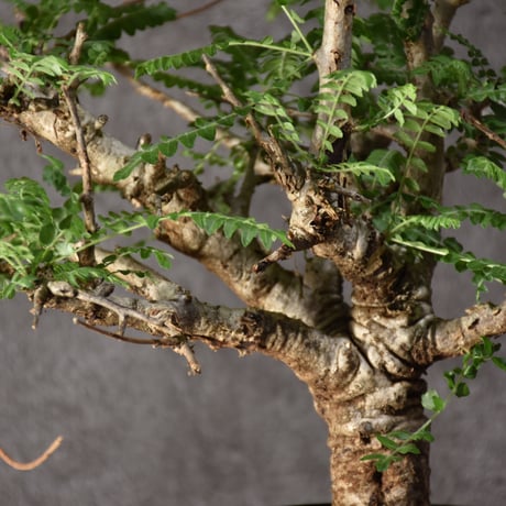 Boswellia neglecta　ボスウェリア ネグレクタ　発根済現地株　#5