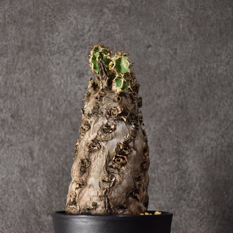 Euphorbia mlanjeana　ユーフォルビア ムランジーナ 発根済現地株 #6