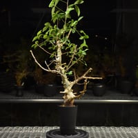 Commiphora holtziana コミフォラ ホルトジアナ 発根済現地株 H24