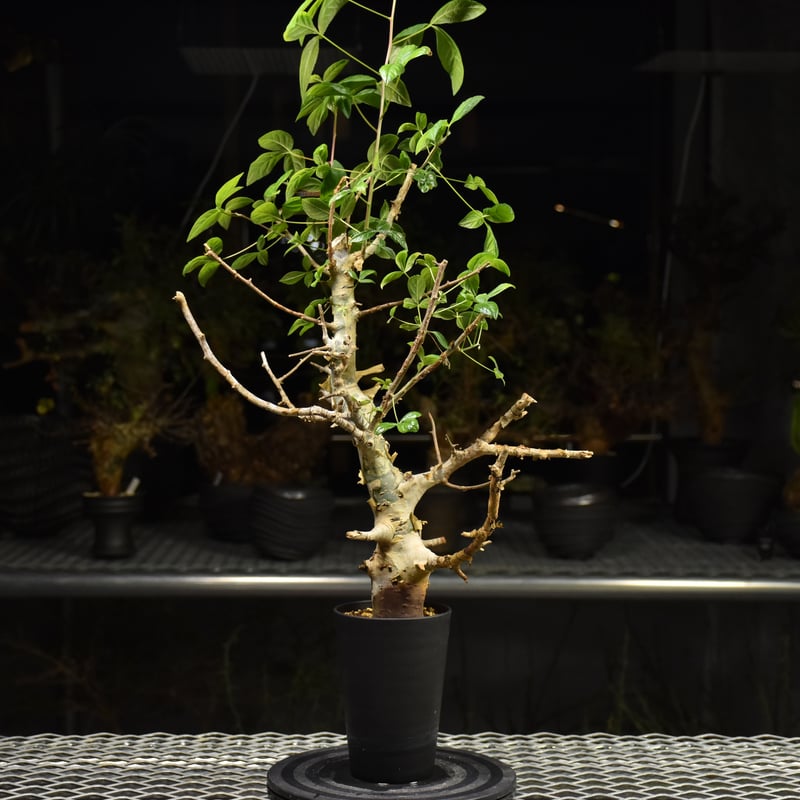 コミフォラホルトジアナ　現地株 Commiphora holtziana コミフォラ ホルトジアナ 発根済現地株