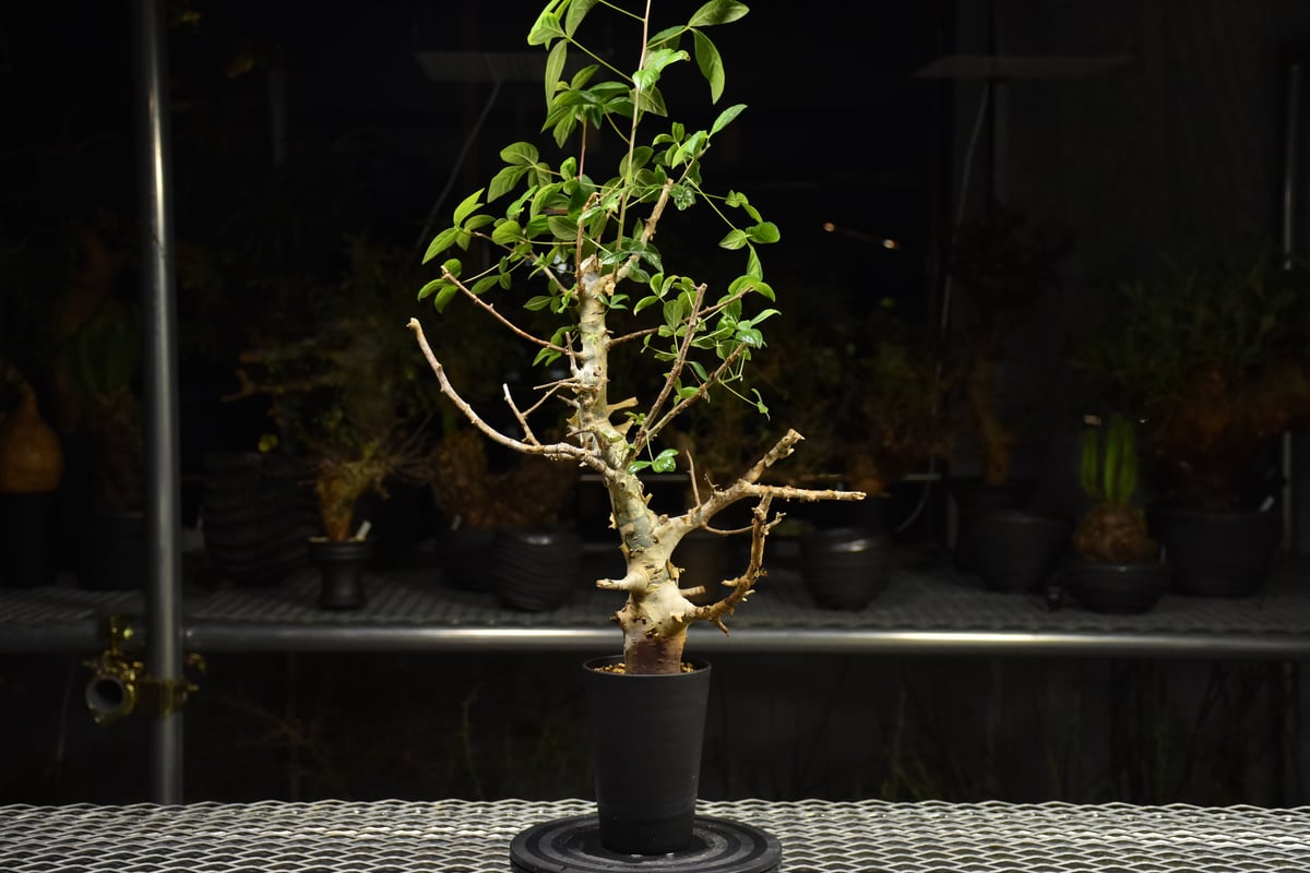 Commiphora holtziana コミフォラ ホルトジアナ 発根済現地株 H24 |