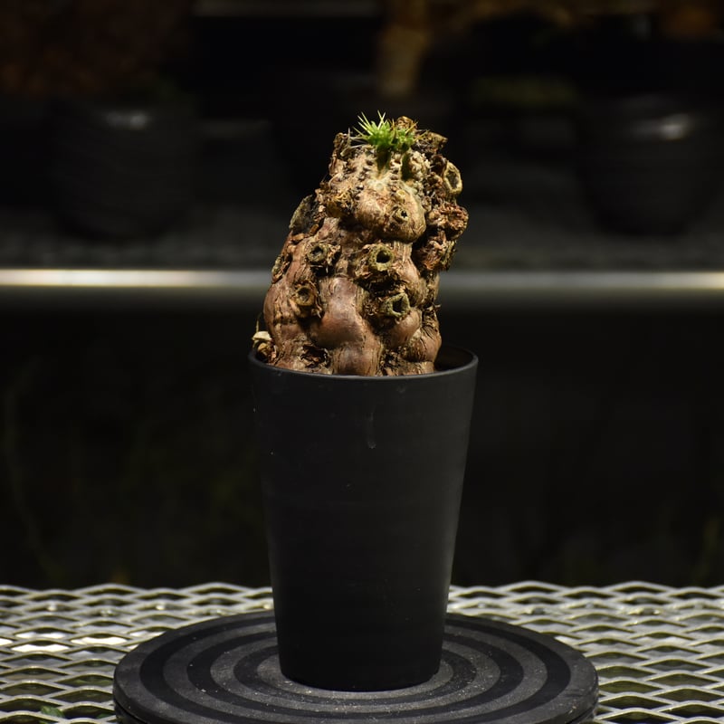 u*a様 ユーフォルビア ムランジーナ 現地球 手乗りサイズ 新鮮株