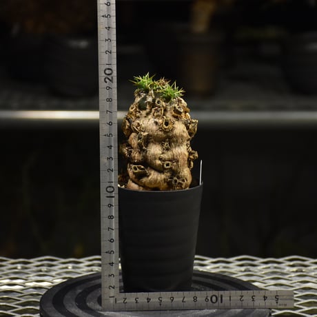 Euphorbia mlanjeana　ユーフォルビア ムランジーナ 発根済現地株 I31