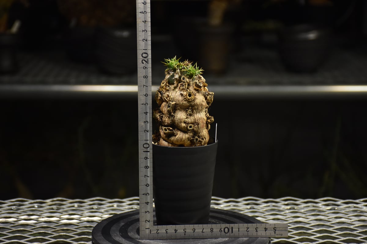 Euphorbia mlanjeana ユーフォルビア ムランジーナ 発根済現地株 I31 |