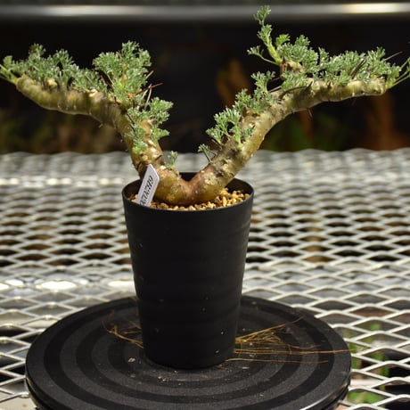 Monsonia herrei　モンソニア ヘレー　発根済現地株 6Bb11