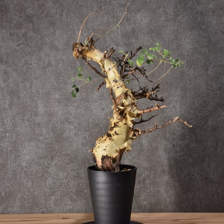 Commiphora kataf var.turkanensis コミフォラ カタフ ターカネンシス 発根済現地株 #3