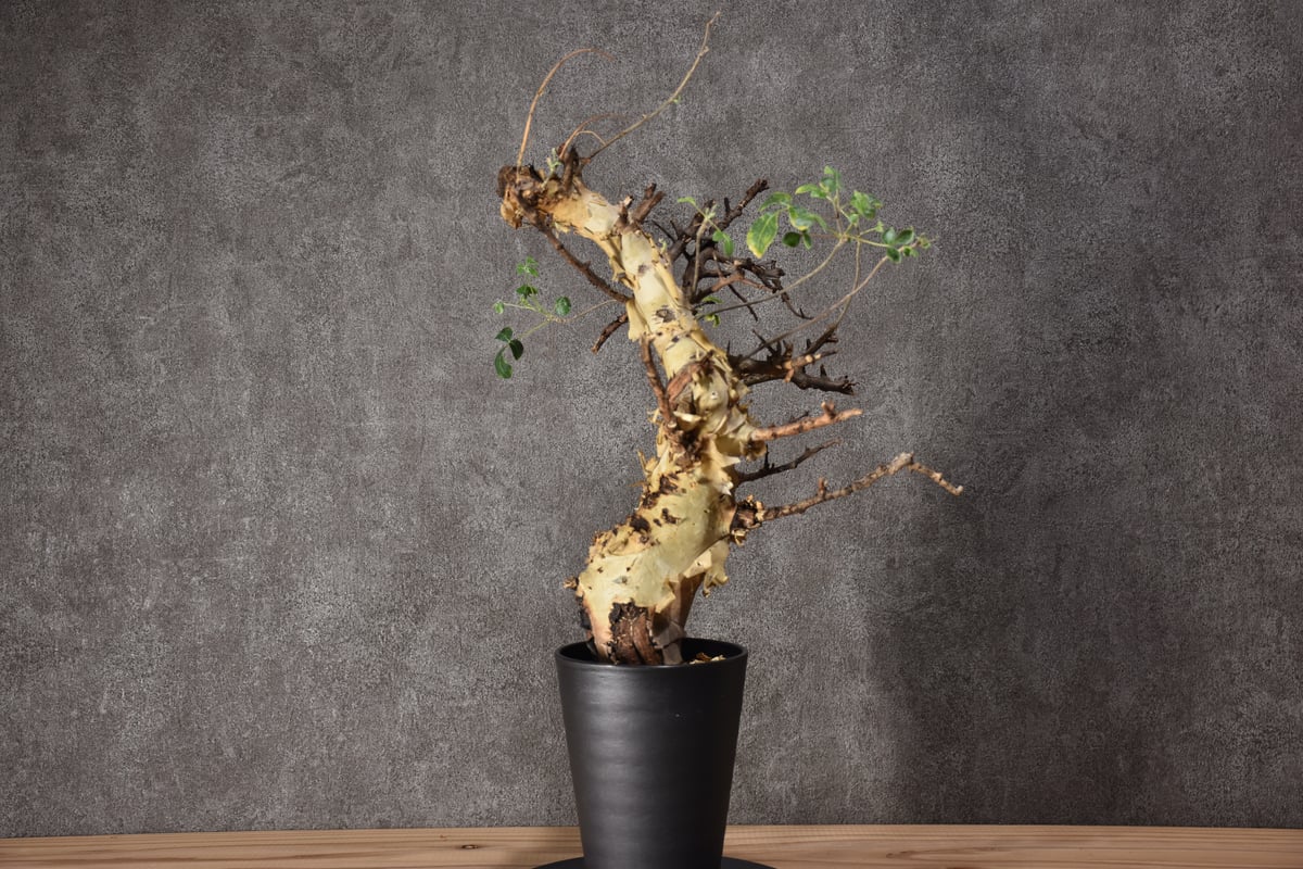 Commiphora kataf var.turkanensis コミフォラ カタフ ターカネ