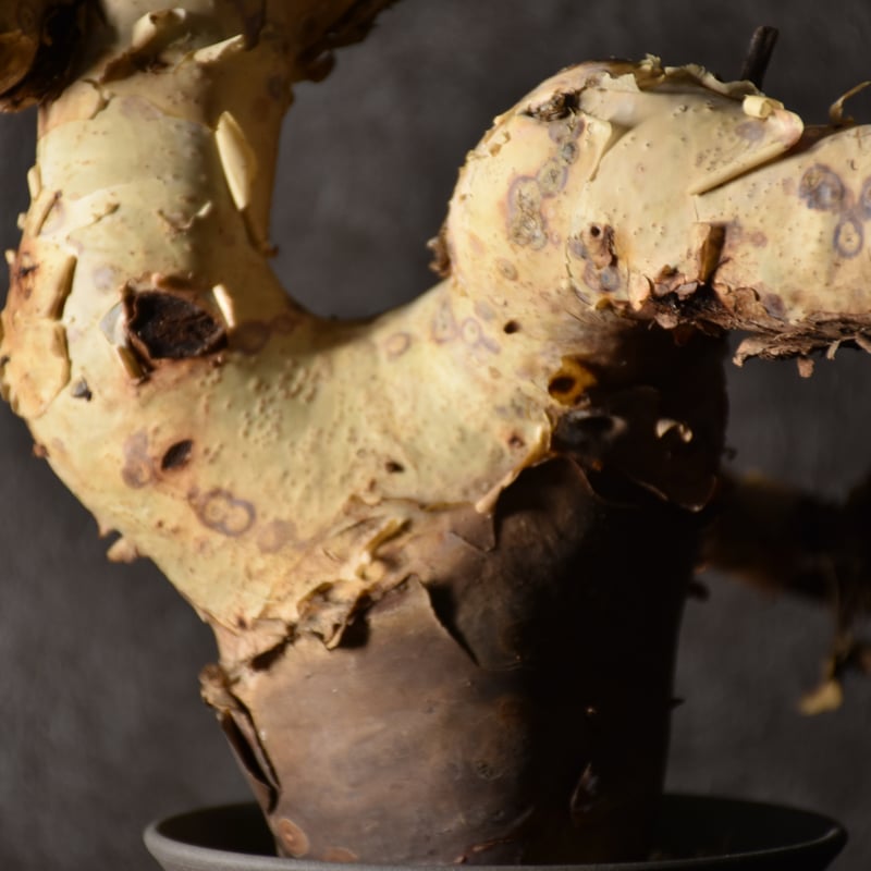 KS02 コミフォラ ピュア カタフ ソマリア 現地株 幹幅広サイズ 下処理済み Commiphora kataf pure コミフォラ ピュアカタフ 発根済現地株 1