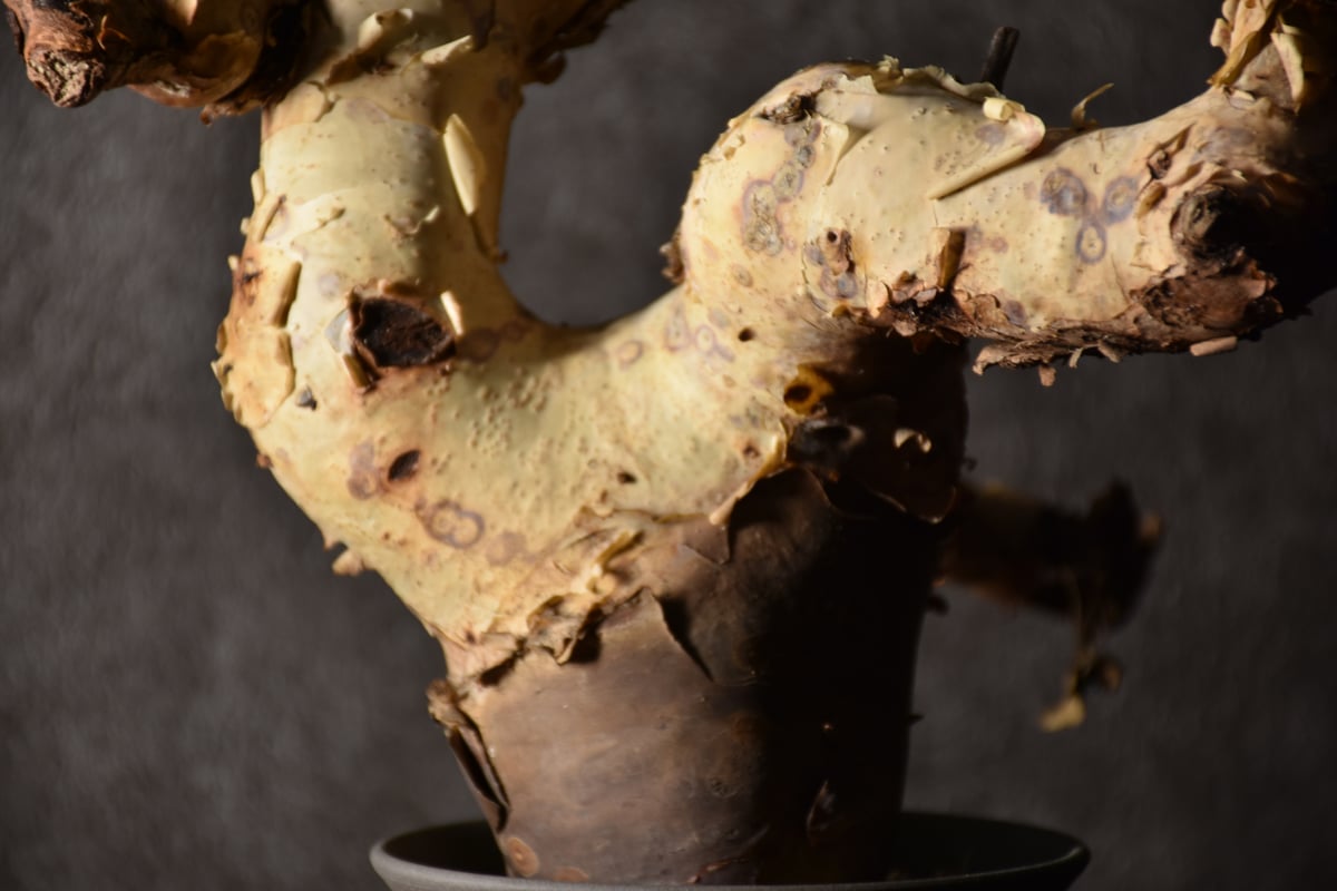Commiphora kataf pure コミフォラ ピュアカタフ 発根済現地株 1 Commiphora kataf pure コミフォラ ピュアカタフ 発根済現地株 1