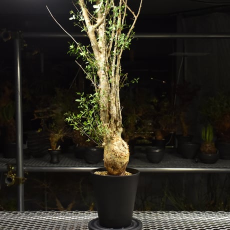 Commiphora humbertii コミフォラ フンベルティ 発根済現地株 I10 送料着払にて発送