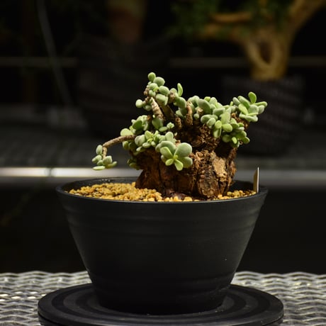 Ceraria pygmaea　ケラリア ピグマエア 発根済現地株 E1