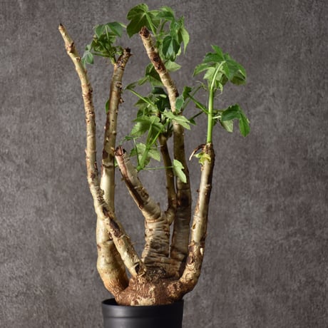 Jatropha spicata ヤトロファ スピカータ 発根済現地株 #10