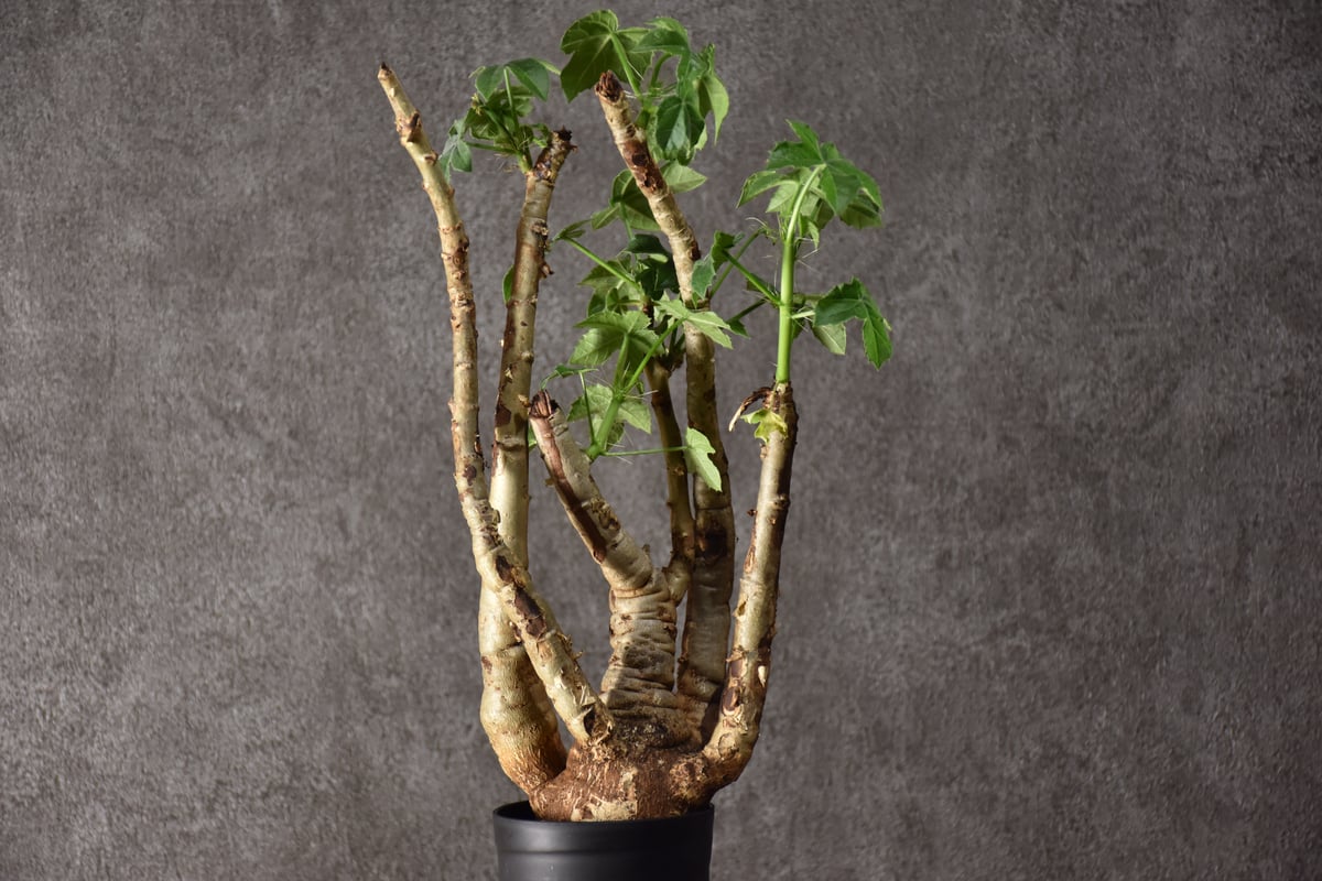 8606 「塊根植物」 ヤトロファ スピカータ 植え【発根未確認・Jatropha 