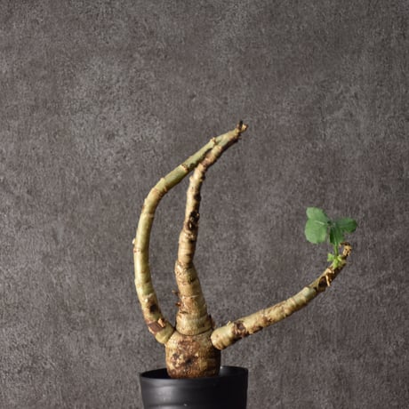 Jatropha spicata ヤトロファ スピカータ 発根済現地株 #7