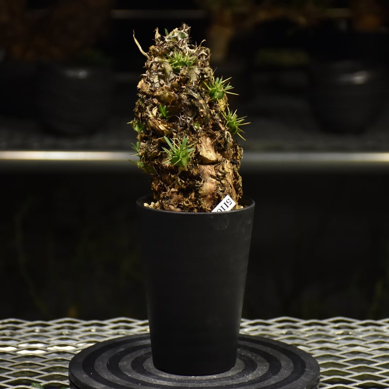 Euphorbia mlanjeana ユーフォルビア ムランジーナ 発根済現地株