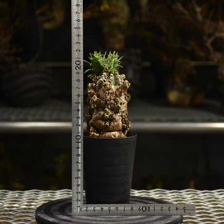 Euphorbia mlanjeana　ユーフォルビア ムランジーナ 発根済現地株 I44