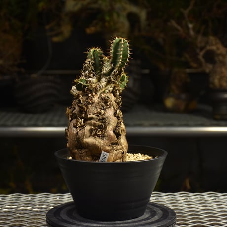 Euphorbia mlanjeana　ユーフォルビア ムランジーナ 発根済現地株 I46