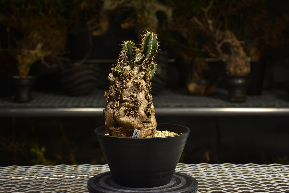 Euphorbia mlanjeana ユーフォルビア ムランジーナ 発根済現地株 I46 |
