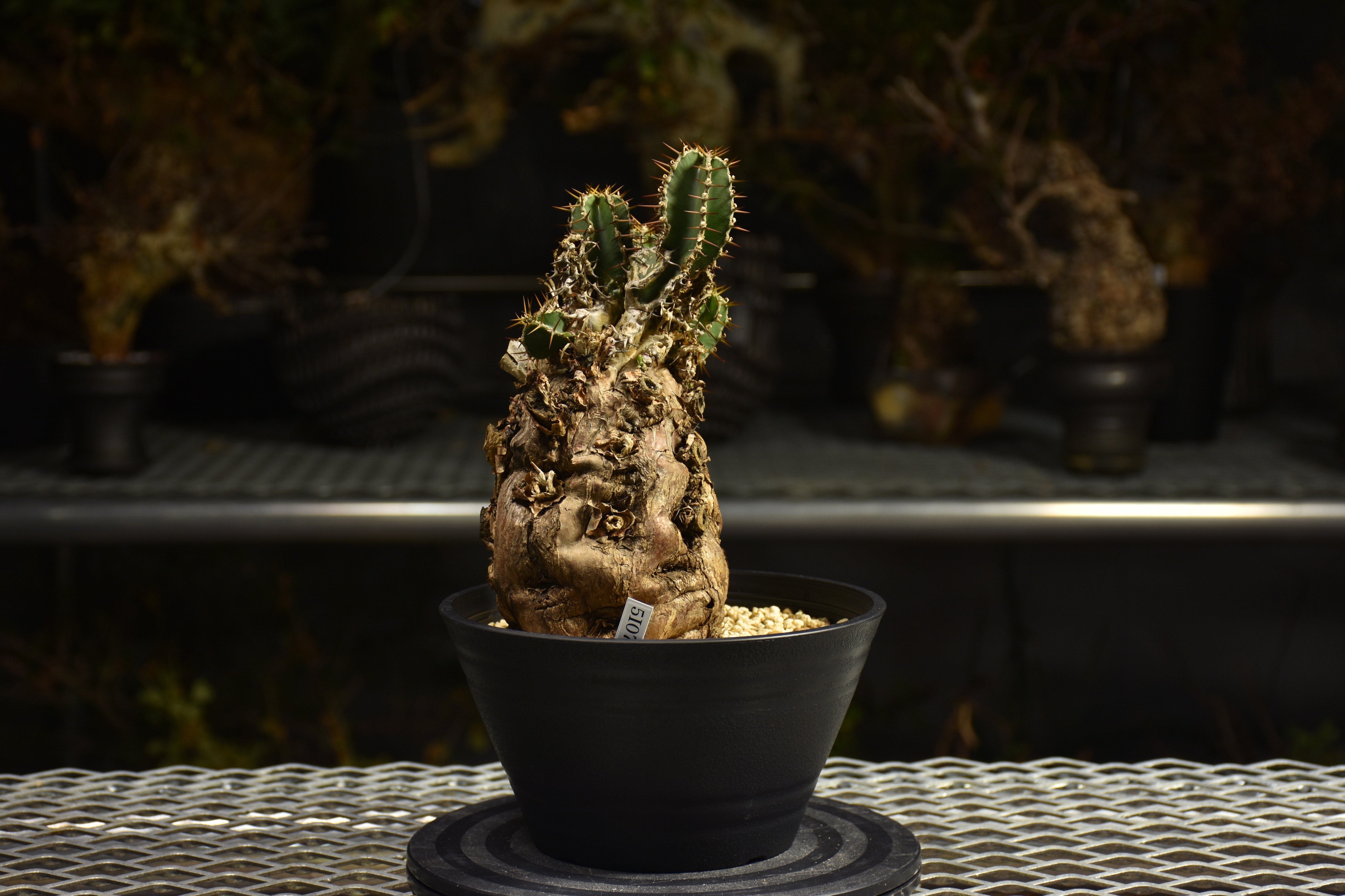 ユーフォルビア・ムランジーナ　発根済み鉢付き　現地株 Euphorbia mlanjeana ユーフォルビア ムランジーナ 発根済現地株 I46 |