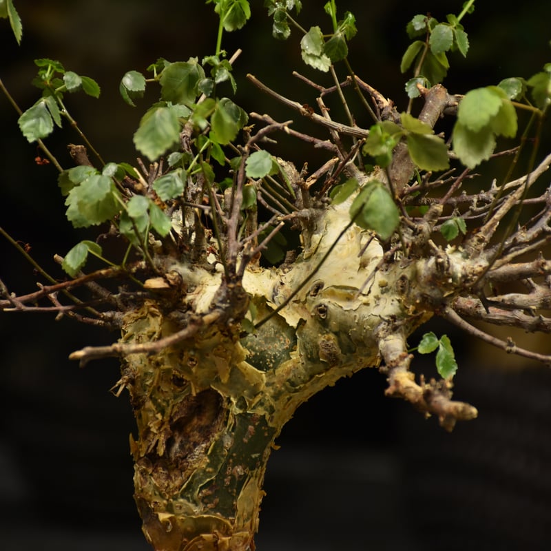 コミフォラ・シクロフィラ（現地株、ベアルート） Commiphora cyclophira コミフォラ シクロフィラ 発根済現地株 #2 |