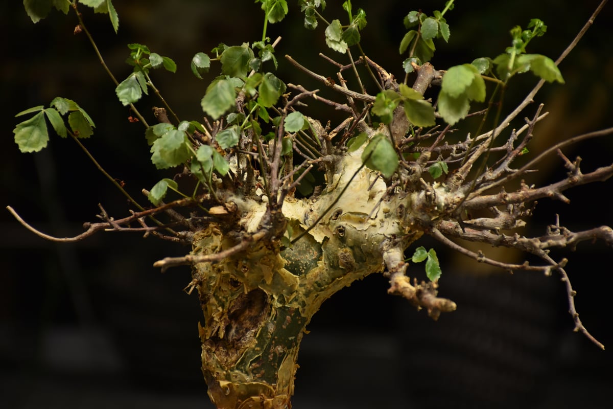 Commiphora Cyclophylla コミフォラ シクロフィラ 発根済現地株
