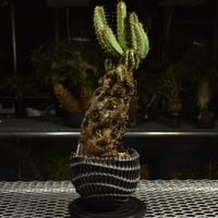 Euphorbia mlanjeana ユーフォルビア ムランジーナ 発根済現地株 I46 |
