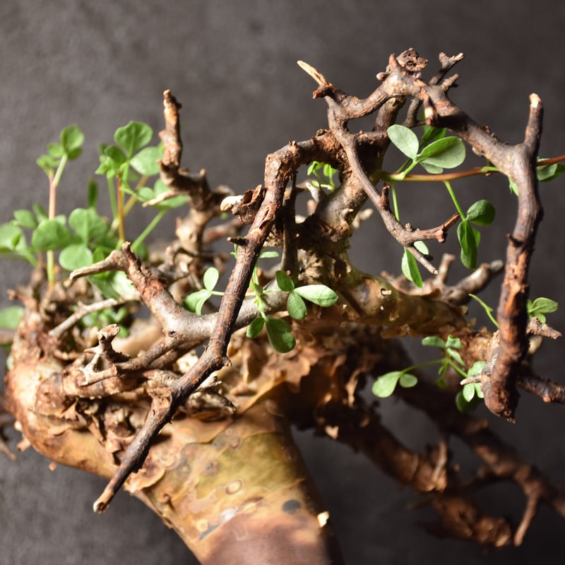 KS02 コミフォラ ピュア カタフ ソマリア 現地株 幹幅広サイズ 下処理済み Commiphora kataf pure コミフォラ ピュアカタフ 発根済現地株 1