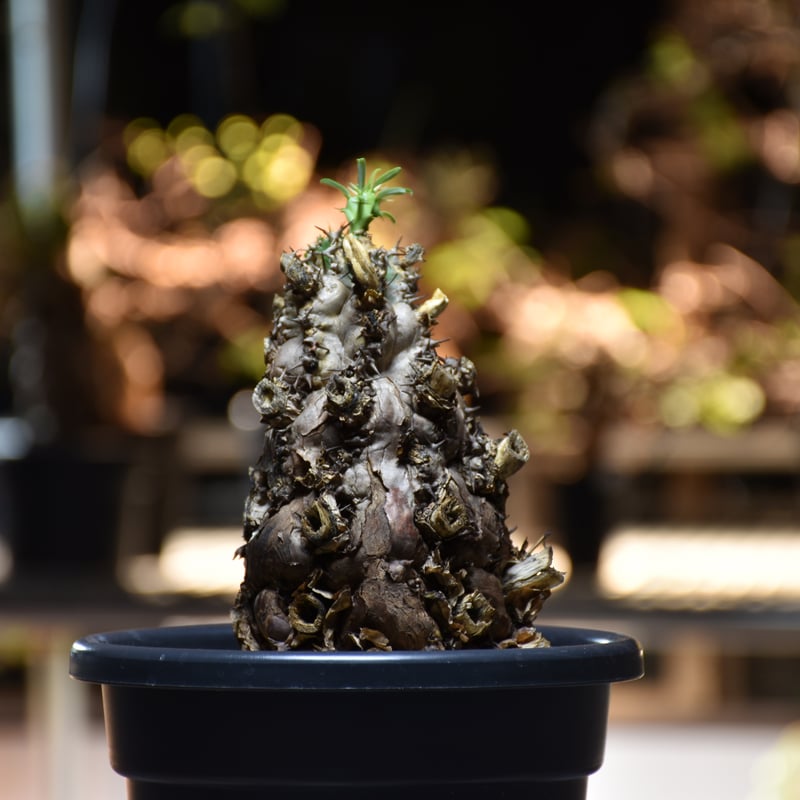 Euphorbia mlanjeana ユーフォルビア ムランジーナ 発根済現地株 Euphorbia mlanjeana ユーフォルビア ムランジーナ 発根済現地株