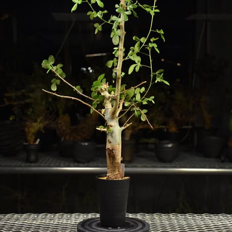 Commiphora holtziana コミフォラ ホルトジアナ 発根済現地株 H25