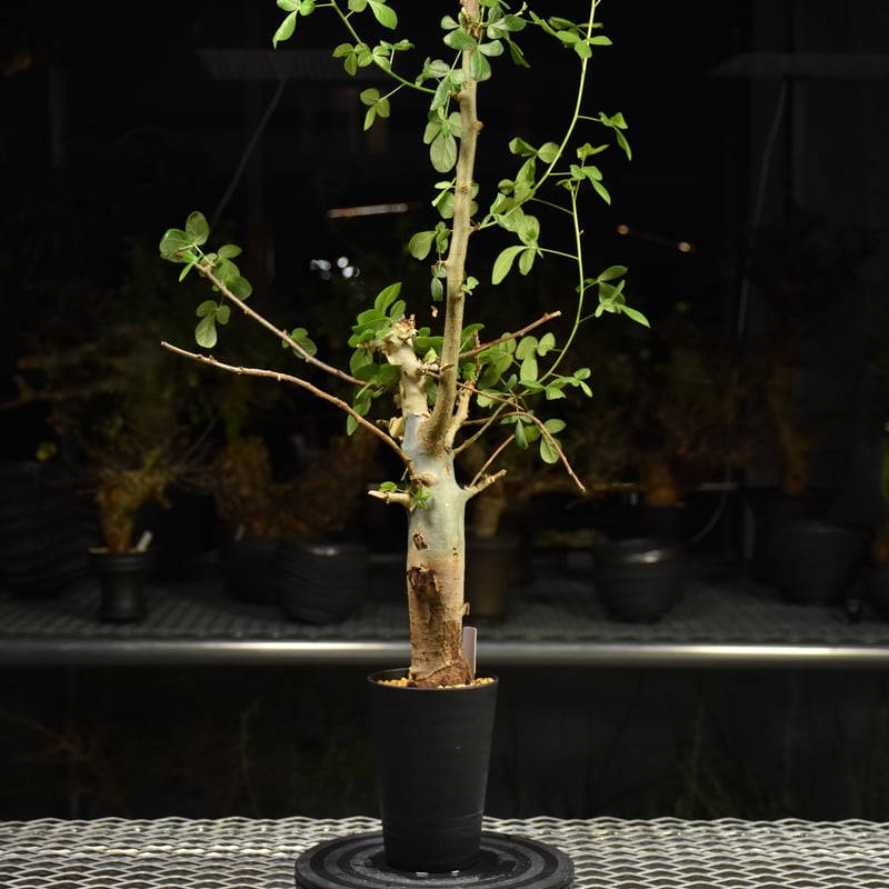 クリスマスセールコミフォラホルトジアナ Commiphora holtziana コミフォラ ホルトジアナ 発根済現地株 H25 |