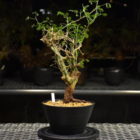 Commiphora campestris コミフォラ カンペストリス 発根済現地株 H3