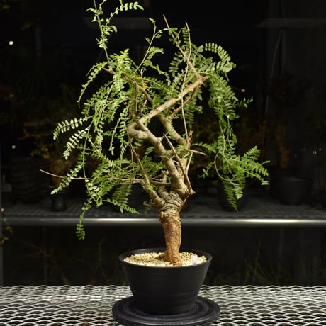 Boswellia neglecta　ボスウェリア ネグレクタ　発根済現地株　H15