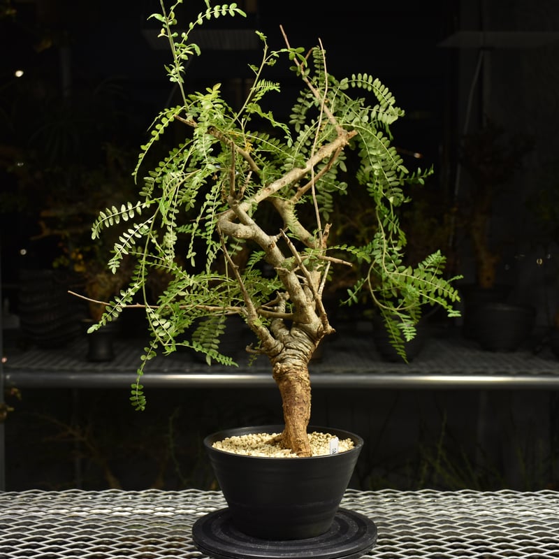 ボスウェリアネグレクタ　現地株 3/8値下げしました。ボスウェリアネグレクタ 現地株